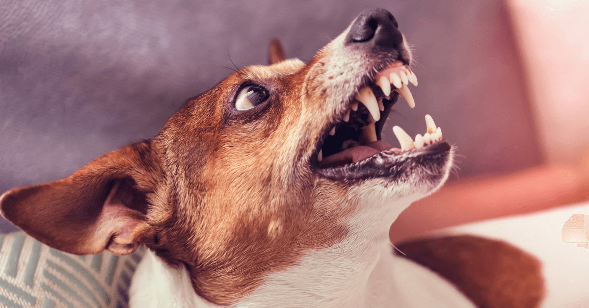 Perro y protección de salud y derechos legales - corena law