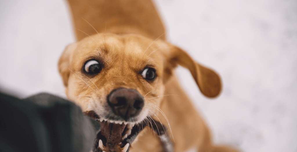 Nevada Dog Bite Laws - corena law