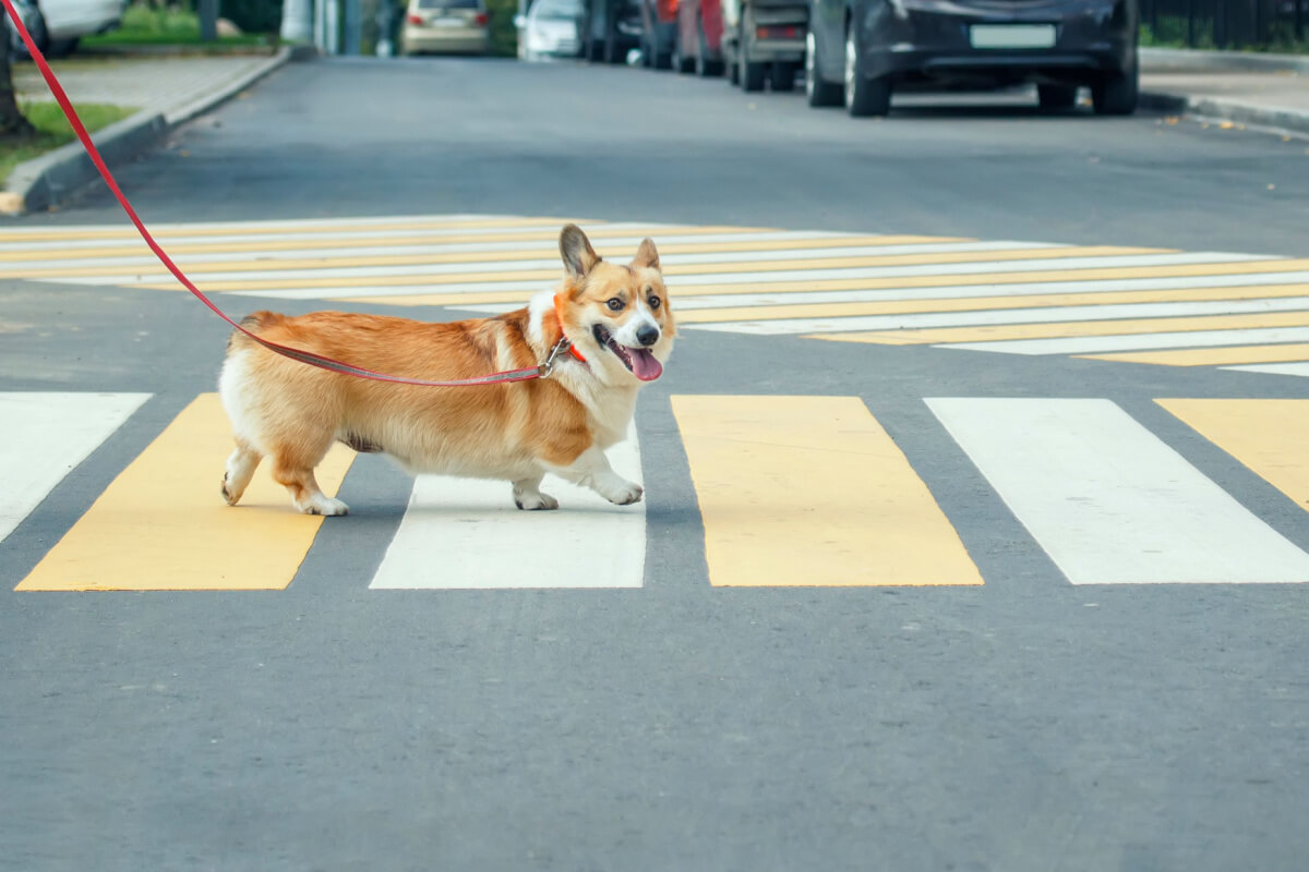 Nevada Dog Bite Laws & Compensation - corena law