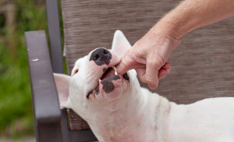 Nevada Dog Bite Injury Statistics and Risk Factors
