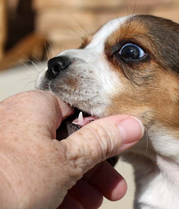 What Steps Should You Take After a Dog Bite